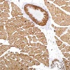 th_201m-9-ihc-01